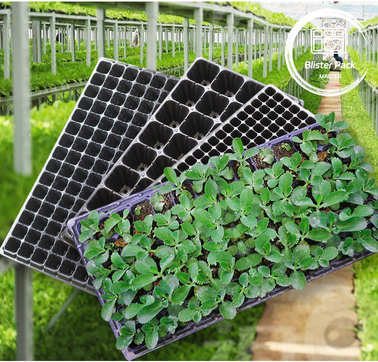 Thẻ nảy mầm hạt nhân đa tế bào bền 21 đến 128 tế bào cho rau & hoa