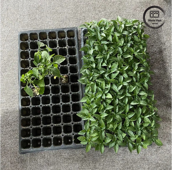 50 tế bào hạt giống vườn ươm cắm khay vật liệu PS bền cho sự phát triển hạt giống hiệu quả